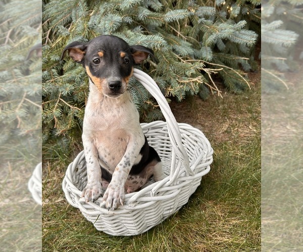 Medium Photo #5 Rat Terrier Puppy For Sale in MIDDLEBURY, IN, USA
