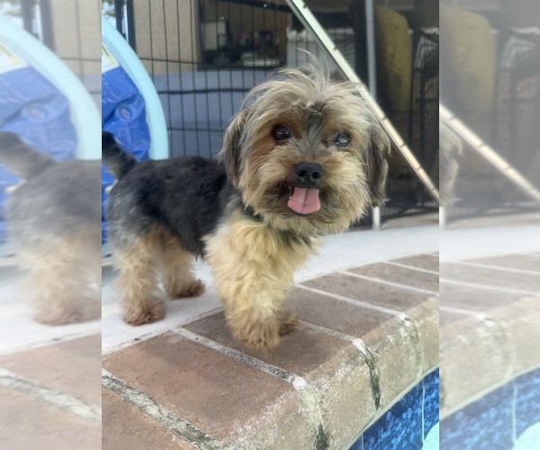 Medium Photo #1 Yorkshire Terrier Puppy For Sale in VALRICO, FL, USA