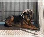 Small #1 Australian Shepherd-German Shepherd Dog Mix