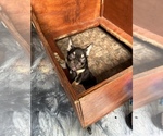 Small #10 French Bulldog