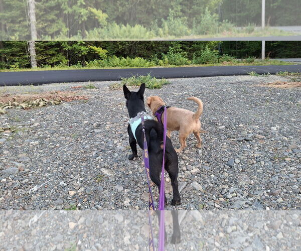 Medium Photo #13 Dachshund-Unknown Mix Puppy For Sale in Sebec, ME, USA