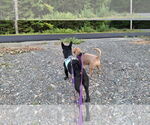 Small #12 Dachshund Mix