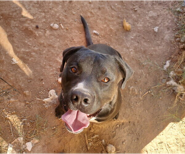 Medium Photo #6 American Pit Bull Terrier-Unknown Mix Puppy For Sale in Chandler, AZ, USA
