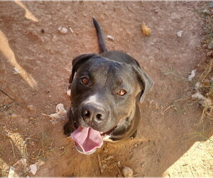 LUCKY - Male American Pit Bull Terrier-Unknown Mix Dog for Adoption - Photo #6