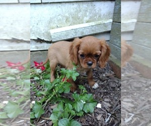 Cavalier King Charles Spaniel Puppy for sale in MORAVIA, NY, USA