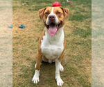 Small #9 American Pit Bull Terrier Mix