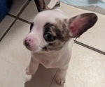 Small #1 Chihuahua