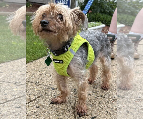 Medium Photo #3 Mutt Puppy For Sale in Clarkston, MI, USA