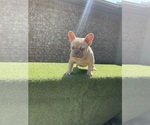 Small #6 French Bulldog