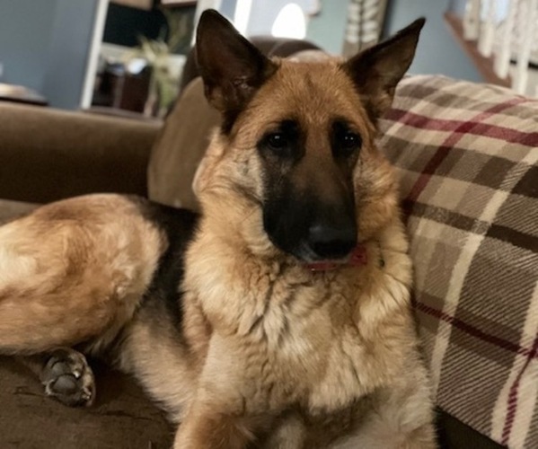 Medium Photo #1 German Shepherd Dog Puppy For Sale in UPPERSTRASBURG, PA, USA