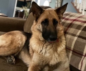 Mother of the German Shepherd Dog puppies born on 03/04/2025