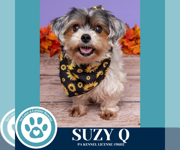 Medium Photo #2 Shih Tzu-Unknown Mix Puppy For Sale in Kimberton, PA, USA