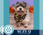 Small #1 Shih Tzu Mix