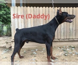 Father of the Doberman Pinscher puppies born on 02/06/2022