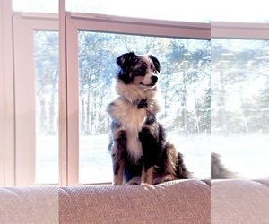 Father of the Miniature Australian Shepherd puppies born on 04/08/2026