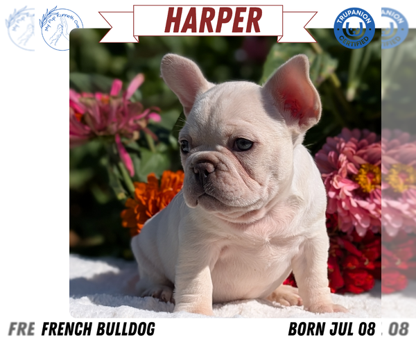 Medium Photo #9 French Bulldog Puppy For Sale in GOSHEN, IN, USA