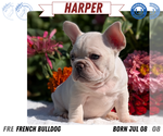 Small #8 French Bulldog