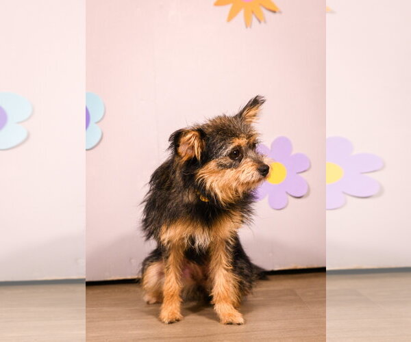 Medium Photo #2 Mutt Puppy For Sale in Brooklyn Center, MN, USA