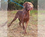 Small #9 Labrador Retriever Mix
