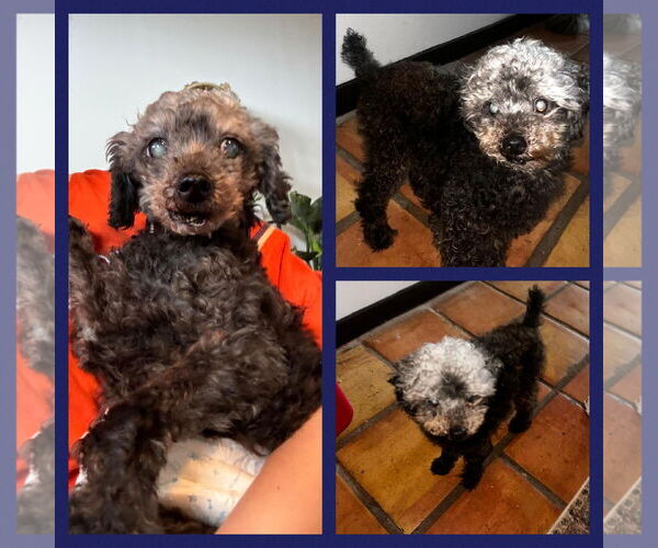 Medium Photo #1 Poodle (Toy) Puppy For Sale in Blacksburg, SC, USA