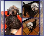 Small Poodle (Toy)