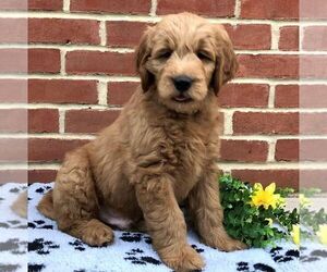 Goldendoodle-Poodle (Miniature) Mix Puppy for sale in NEW HOLLAND, PA, USA