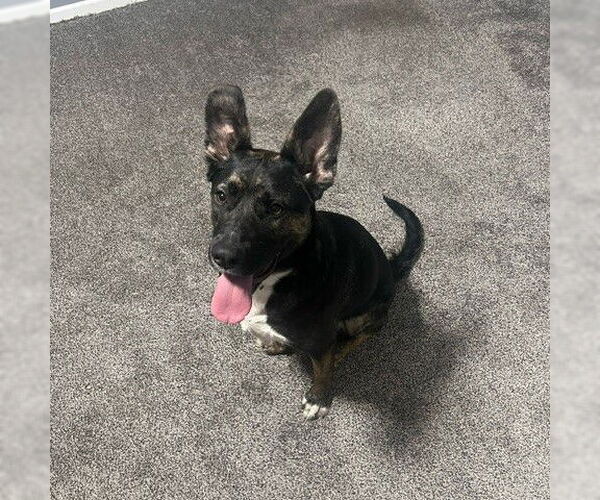 Medium Photo #12 American Pit Bull Terrier-German Shepherd Dog Mix Puppy For Sale in Fargo, ND, USA