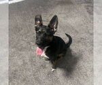 Small #11 American Pit Bull Terrier-German Shepherd Dog Mix