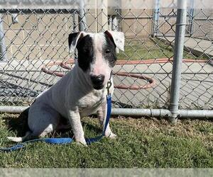 Bull Terrier-Unknown Mix Dogs for adoption in Corpus Christi, TX, USA