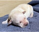 Small Photo #42 Labrador Retriever Puppy For Sale in HIGH POINT, NC, USA