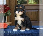 Grace - Female Bernedoodle (Miniature) Puppy for Sale - Photo #2
