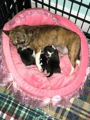Mother of the Chihuahua puppies born on 04/08/2018