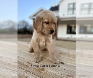 Golden Retriever Puppy for sale in BRIDGEPORT, TX, USA