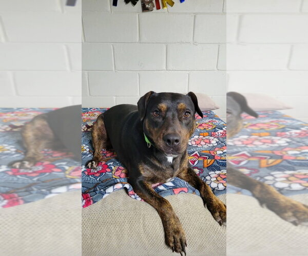 Medium Photo #7 Mutt Puppy For Sale in San Leon, TX, USA