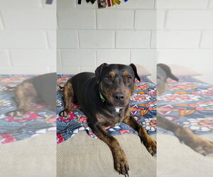 Olive - Female Mutt Dog for Adoption - Photo #7