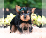 Small Photo #94 Yorkshire Terrier Puppy For Sale in WARSAW, IN, USA