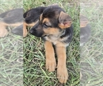 Litter of 4 - Male(s) and Female(s) German Shepherd DogLitter of Puppies for Sale - Photo #4
