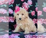 Small Photo #3 Poochon Puppy For Sale in LEOLA, PA, USA