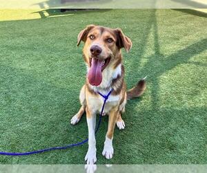 Australian Shepherd-Unknown Mix Dogs for adoption in Orange, CA, USA
