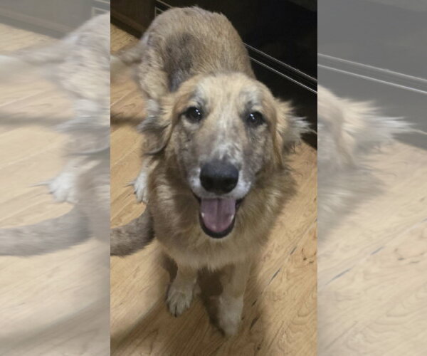 Medium Photo #2 Anatolian Shepherd-Unknown Mix Puppy For Sale in Alexander, AR, USA