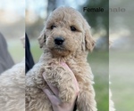 Small Photo #1 Goldendoodle Puppy For Sale in CROCKETT, TX, USA