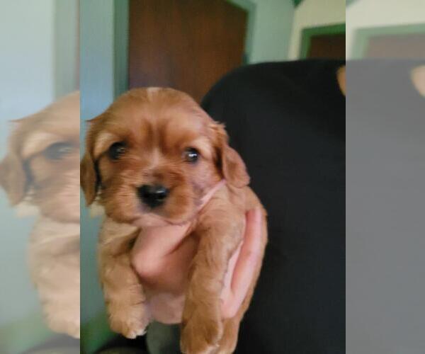 Medium Photo #2 Cavalier King Charles Spaniel Puppy For Sale in BATESVILLE, AR, USA