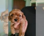 Puppy Blaze Cavalier King Charles Spaniel