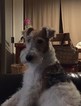 Small Photo #1 Wire Fox Terrier Puppy For Sale in SCOTTSDALE, AZ, USA