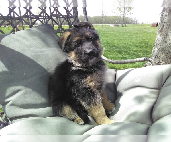 Medium Photo #4 German Shepherd Dog Puppy For Sale in MILFORD, IN, USA