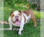 Small Photo #1 Bulldog Puppy For Sale in VICTORVILLE, CA, USA