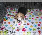 Small #5 Beagle