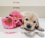 Small Photo #2 Golden Retriever Puppy For Sale in MILFORD, MI, USA