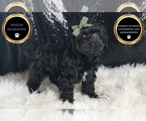 Medium YorkiePoo