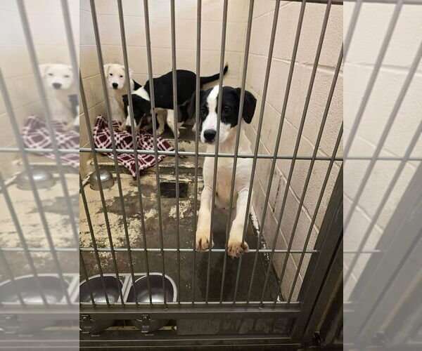 Medium Photo #7 Borador Puppy For Sale in Aurora, IN, USA